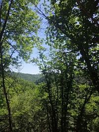 Forêt vue plat de la source